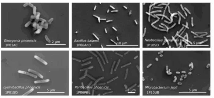 microbes in space